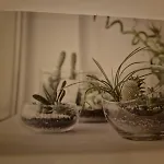 Appartement Butterfly *