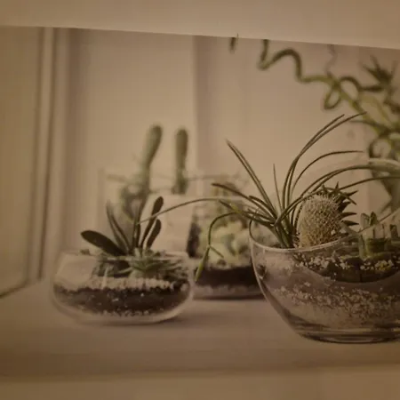 Apartment Butterfly *